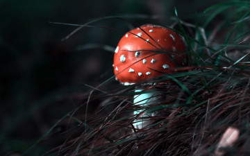 Картинка природа грибы +мухомор мухомор