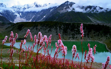 Картинка природа реки озера озеро горы цветы