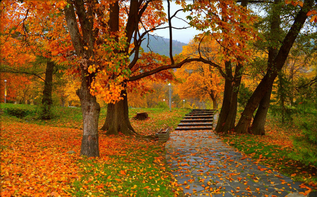 Обои картинки фото природа, парк, trees, colors, autumn, park, листва, fall, деревья, осень, leaves, листопад