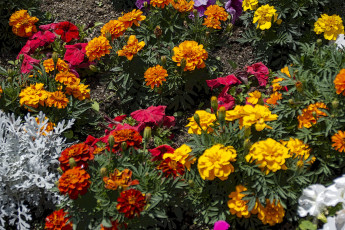 Картинка цветы бархатцы клумба разноцветные