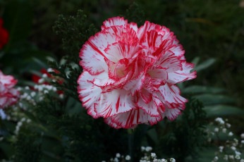 Картинка цветы гвоздики бело-розовая гвоздика макро