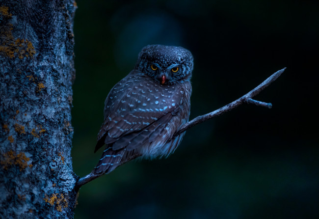 Обои картинки фото животные, совы, eurasian, pygmy, owl, bird, tree, branch, night, dark, animals