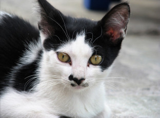 Картинка животные коты котенок черно-белый