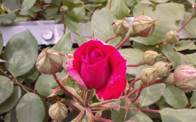 Обои картинки фото цветы, розы, роза, красная, бутоны, листья
