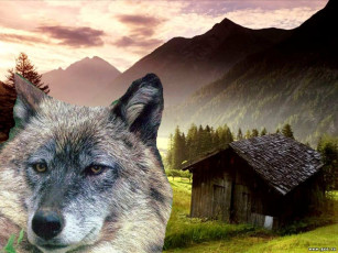 Картинка быть или не животные волки