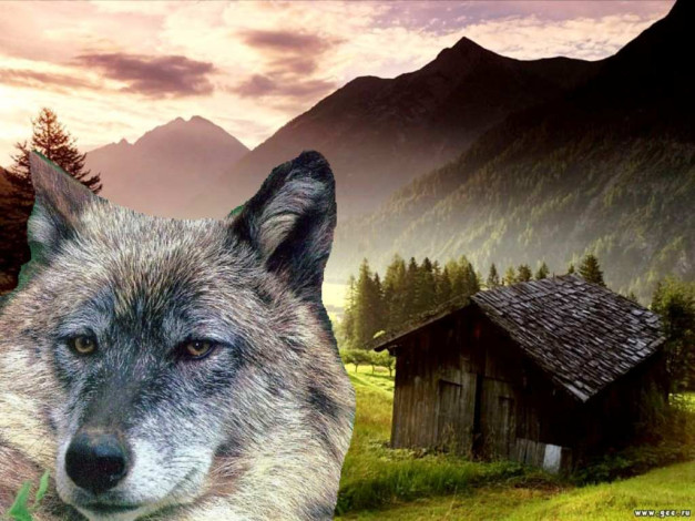 Обои картинки фото быть, или, не, животные, волки