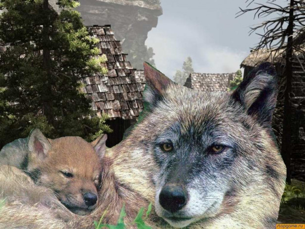 Обои картинки фото отдыхв, деревне, животные, волки