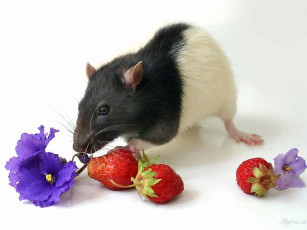 Картинка гламурный заяц или выбор сделан кэтлин club foto ru животные крысы мыши