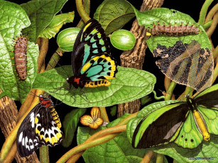 обоя рисованные, животные, насекомые, бабочка, гусеница