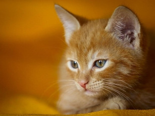 Картинка рыжик suslov stan club foto ru животные коты
