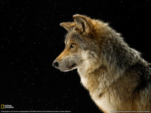 Картинка животные волки смотрит волк серый