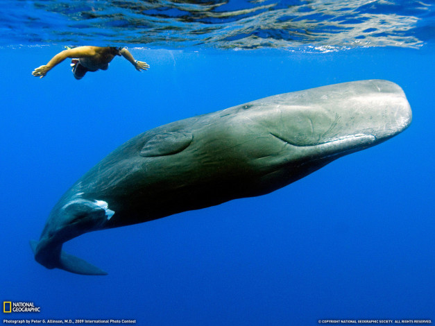 Обои картинки фото животные, киты, кашалоты