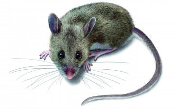 Картинка рисованные животные мышка
