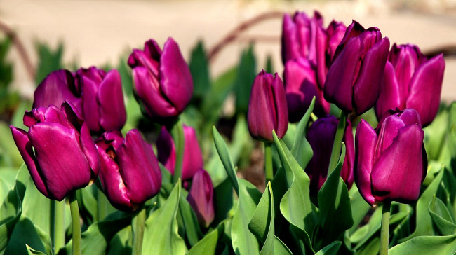 Обои картинки фото цветы, тюльпаны, много, лиловый