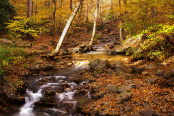 Картинка природа лес ручей осень