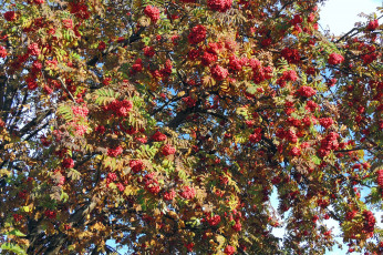 Картинка природа Ягоды рябина деревья осень
