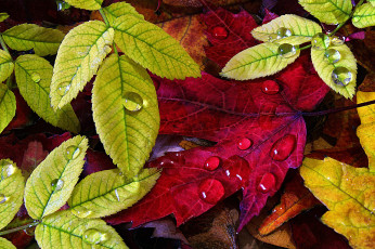 Картинка природа листья осень капли