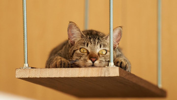 Картинка животные коты полка полосатая серая взгляд кошка