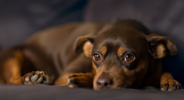 Картинка животные собаки взгляд собака карликовый пинчер