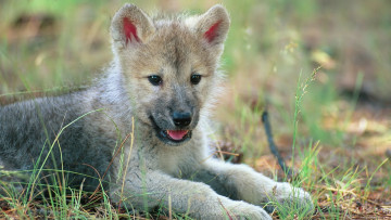 Картинка животные волки +койоты +шакалы волчонок малыш волк природа