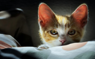 Картинка животные коты взгляд мордочка котёнок