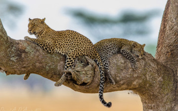 Картинка животные леопарды отдых хищник дерево леопард