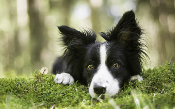 Картинка животные собаки мох морда собака бордер-колли взгляд