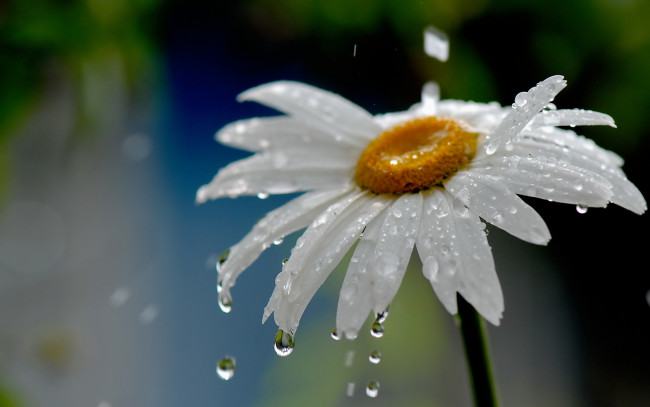 Обои картинки фото цветы, ромашки, дождь, вода, капли, цветок, ромашка, природа