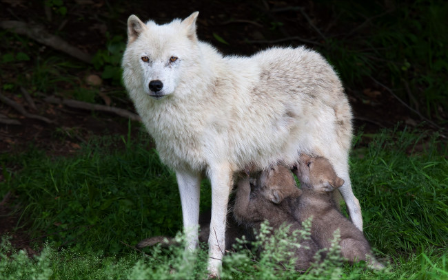 Обои картинки фото животные, волки,  койоты,  шакалы, волчата, волчица, природа, wolves, animals, nature