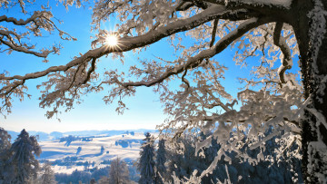 Картинка природа деревья снег ветки