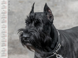 Картинка календари животные морда черный цвет собака взгляд