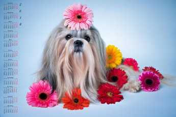Картинка календари животные цветы взгляд собака