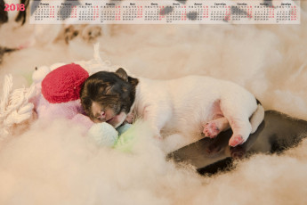 Картинка календари животные игрушка сон собака