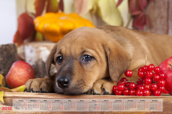 Картинка календари животные ягоды яблоко собака взгляд