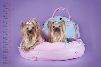 Картинка календари животные лежанка сумка двое взгляд собака