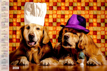 Картинка календари животные шляпа колпак собака взгляд двое яйцо