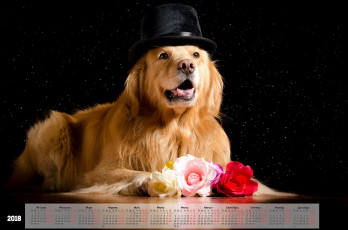 Картинка календари животные взгляд шляпа собака черный фон цветы