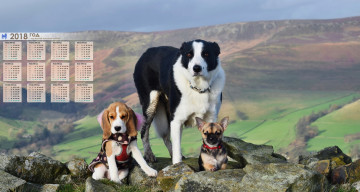 Картинка календари животные природа собака взгляд трое