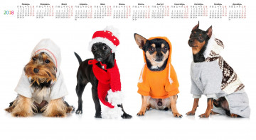 обоя календари, животные, белый, фон, четверо, одежда, взгляд, собака
