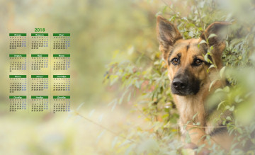 Картинка календари животные морда овчарка взгляд собака