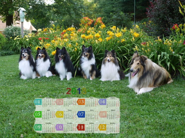 Обои картинки фото календари, животные, растения, много, собака