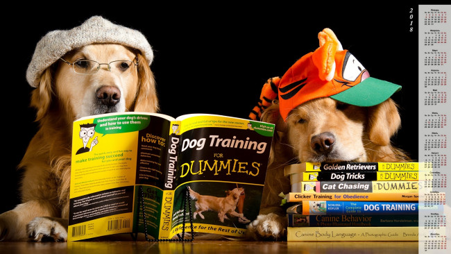 Обои картинки фото календари, животные, двое, кепка, очки, книга, собака