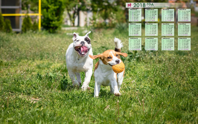 Обои картинки фото календари, животные, игра, двое, бег, собака, растения