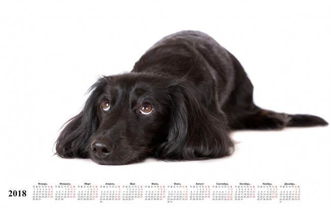 Обои картинки фото календари, животные, собака, белый, фон