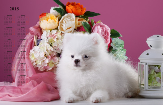 Обои картинки фото календари, животные, цветы, собака, белый, цвет