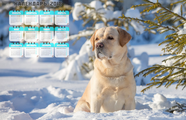 Обои картинки фото календари, животные, взгляд, снег, собака