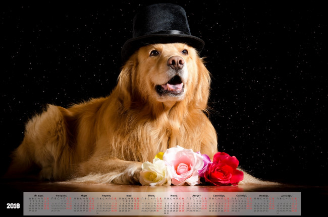 Обои картинки фото календари, животные, взгляд, шляпа, собака, черный, фон, цветы