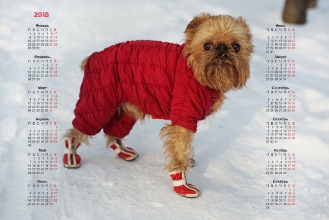 Обои картинки фото календари, животные, комбинезон, снег, взгляд, собака