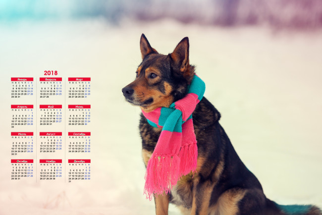 Обои картинки фото календари, животные, профиль, взгляд, собака, шарф