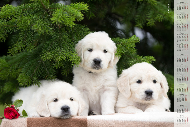Обои картинки фото календари, животные, трое, собака, белый, цвет, цветок